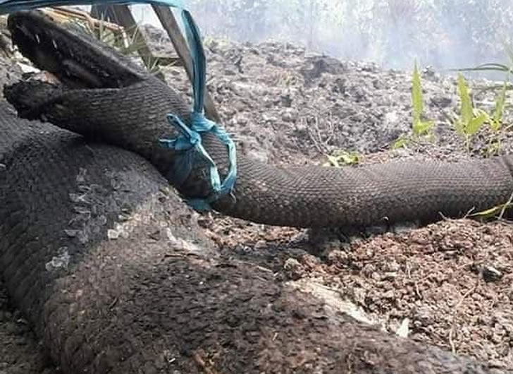 印尼发生森林大火，罕见的“蟒蛇王”被烧成焦炭