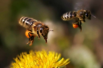 科学家研究中意外发现，蜜蜂嗅觉比狗更灵敏