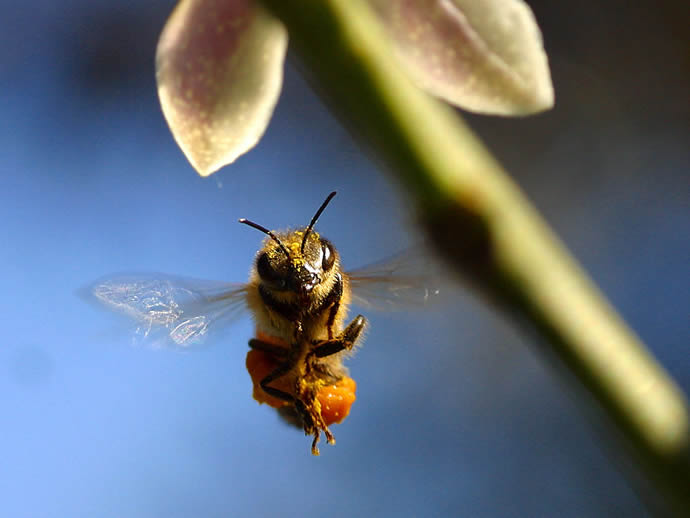 科学家研究中意外发现，蜜蜂嗅觉比狗更灵敏