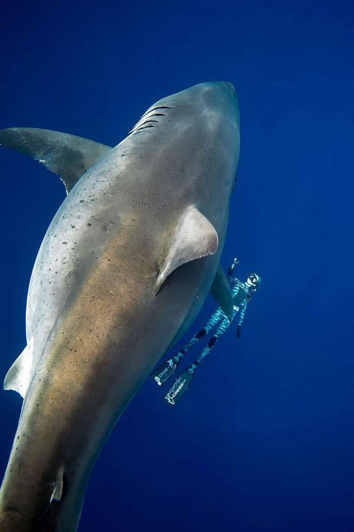 身长6.6米，史上最大个怪物级大白鲨“深蓝”被发现