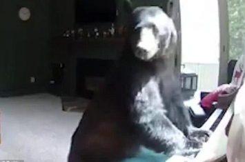 美国一只灰熊入室“打劫”不忘弹钢琴秀才艺