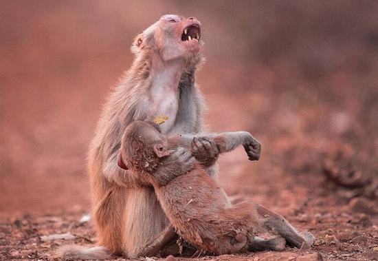 印母猴抱小猴嚎啕大哭 场面令人心碎