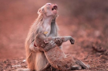印母猴抱小猴嚎啕大哭 场面令人心碎