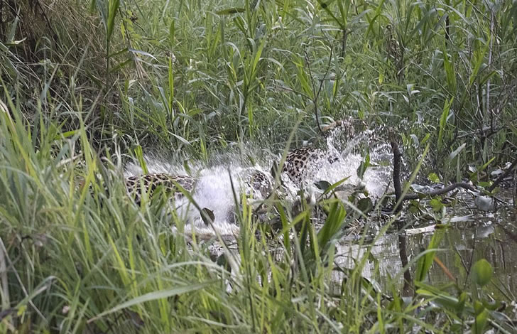 美洲豹跳入河中大战鳄鱼，结果你想谁赢
