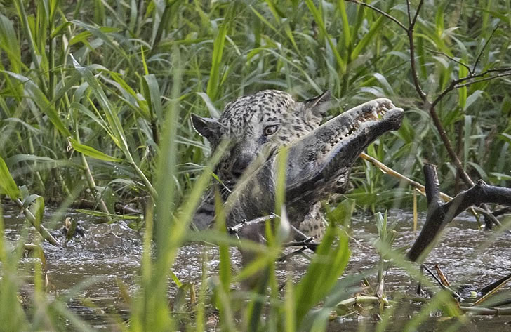 美洲豹跳入河中大战鳄鱼，结果你想谁赢