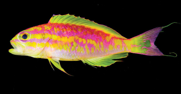 科学家发现新鱼种，穿着一身漂亮的“霓虹条纹”