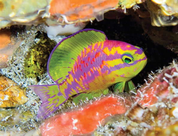 科学家发现新鱼种，穿着一身漂亮的“霓虹条纹”
