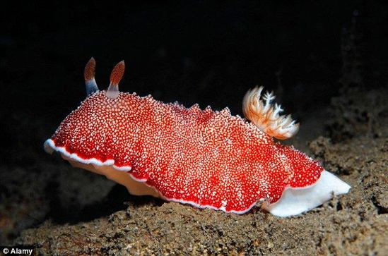 海蛤蝓交配后阳具再生 地球上最牛逼的雄性动物