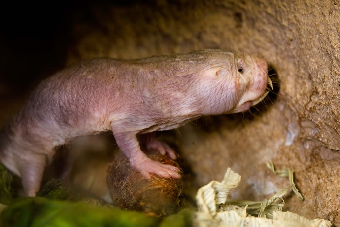 奇怪的生物裸鼹鼠，没有空气一样能活