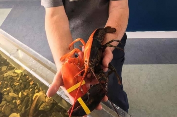 渔民捕获独特的“双色龙虾”，更聚集四种颜色罕见的龙虾