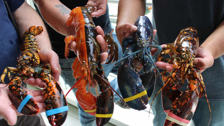 渔民捕获独特的“双色龙虾”，更聚集四种颜色罕见的龙虾