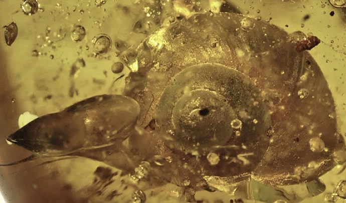 科学家发现了一只9900万年前的“完整蜗牛”