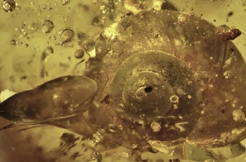 科学家发现了一只9900万年前的“完整蜗牛”