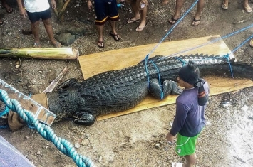 菲律宾惊现4.75米巨大鳄鱼，体重达到500公斤