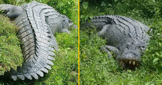 菲律宾惊现4.75米巨大鳄鱼，体重达到500公斤
