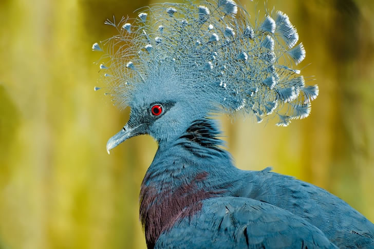 “维多利亚冠鸽”世界上最大、最美丽的鸽子