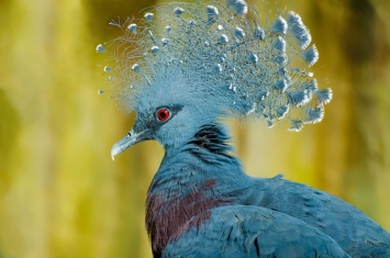 “维多利亚冠鸽”世界上最大、最美丽的鸽子