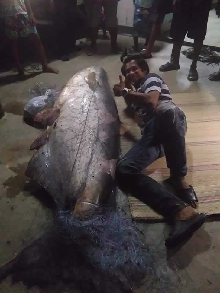 泰渔民捕获120公斤巨鲇，上一秒跪拜，下一秒宰杀