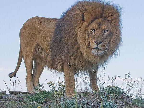 世界上最大的狮子，巴巴里狮子