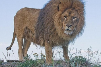 世界上最大的狮子，巴巴里狮子