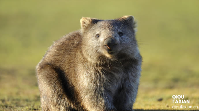 为什么澳大利亚袋熊可以排出“方形大便”？