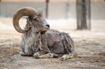 盘羊的犄角既是防卫武器，也是杀害自己的武器