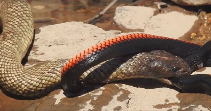 澳大利亚女子河边散步，意外目睹“两大毒蛇大战”