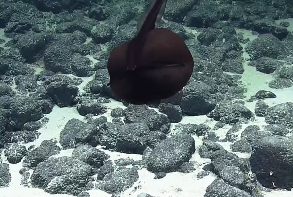 这种鳗鱼能膨胀到巨大的尺寸，又能瞬间缩小