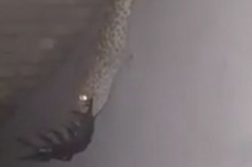 泰国冷血蜥蜴活吞巨型蜈蚣 画面残忍不忍直视