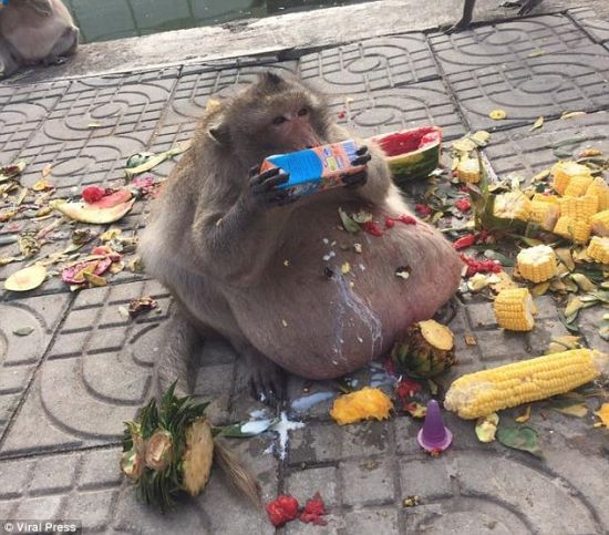泰国猴子胖成猪 因游客投食过多造成