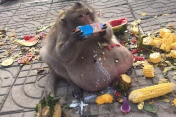泰国猴子胖成猪 因游客投食过多造成