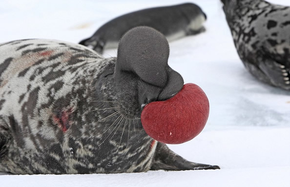 为了吸引雌性，这种冠海豹会冒出一个红色气囊