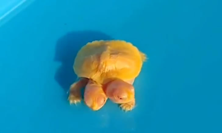 泰国惊现罕见的“双头金龟”