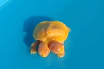 泰国惊现罕见的“双头金龟”