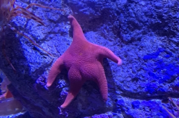 性感翘臀，网友参观水族馆惊见“派大星”
