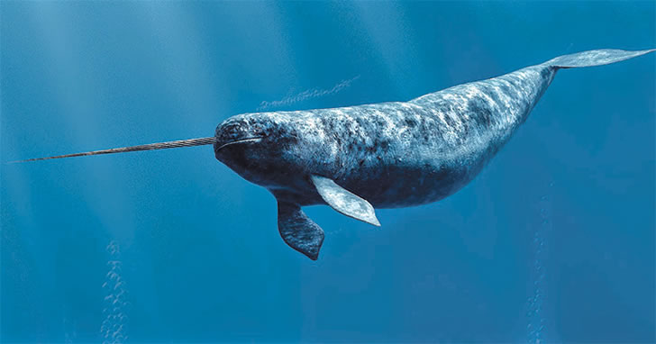这种生物拥有海洋中最长的牙齿，价值比黄金贵十倍