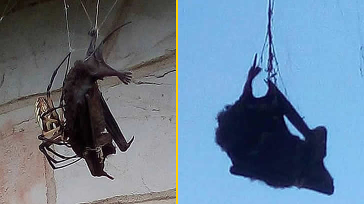 比自己还大2倍，蜘蛛捕食大蝙蝠当午餐