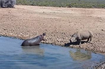 南非犀牛为争夺水源被河马按到水里淹死