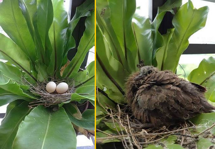 阳台盆栽被野鸟筑巢下蛋，内行网友表示：千万别摸