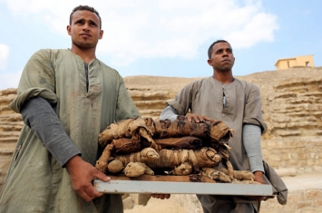 非常罕见，埃及首次出土“猫木乃伊”和“圣甲虫木乃伊”