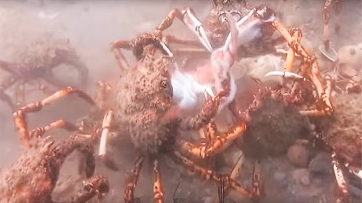 章鱼误入蜘蛛蟹群，结果分分钟被撕扯成碎片