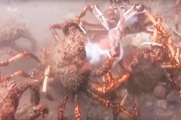 章鱼误入蜘蛛蟹群，结果分分钟被撕扯成碎片