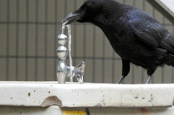 这只乌鸦好聪明，不仅会开水龙头，还会调节水量