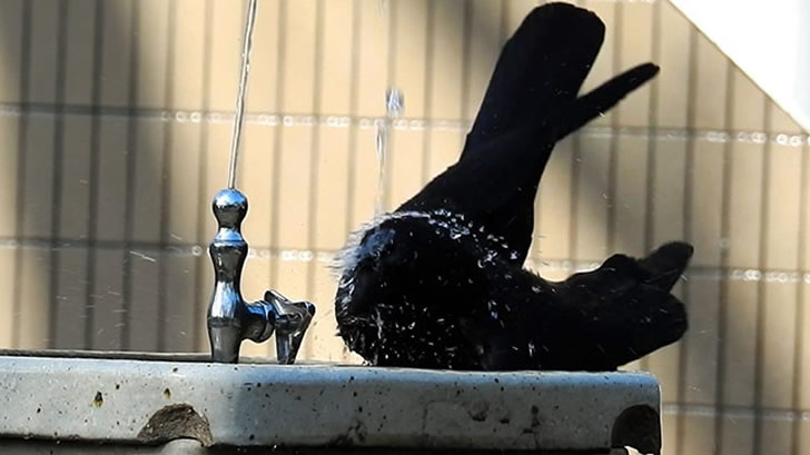 这只乌鸦好聪明，不仅会开水龙头，还会调节水量