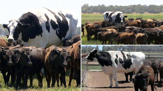 这头牛身高194厘米，牛群中“鹤立鸡群”