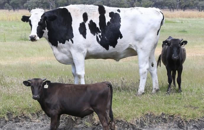 这头牛身高194厘米，牛群中“鹤立鸡群”