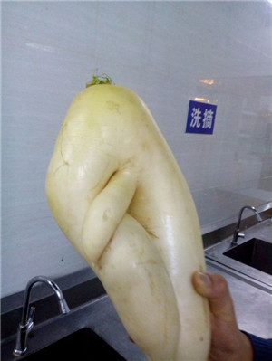 长相奇怪的蔬菜：那些长的像男生鸡鸡的蔬菜，18禁图片！