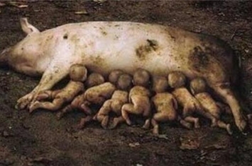 云南母猪产下8名男婴是真的吗 揭秘母猪产男婴背后的真相