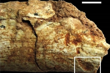 考古学家发现50万年前被动物咬死的人类的骨头