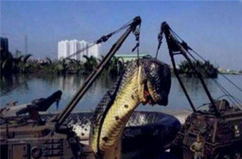 桂平挖蛇事件：广西某施工现场挖出16.7米长的大蛇